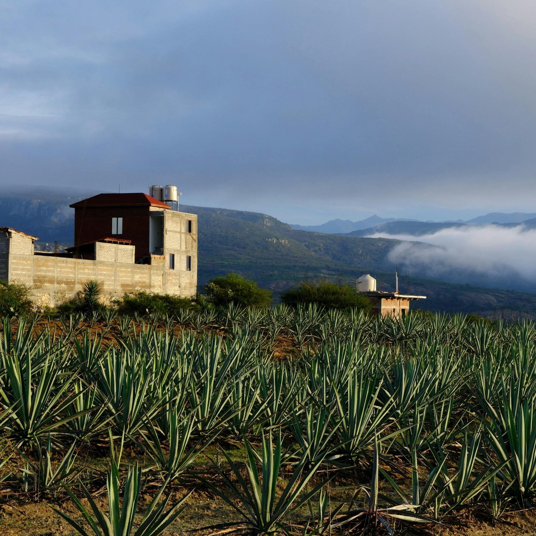 Plantio de Agave